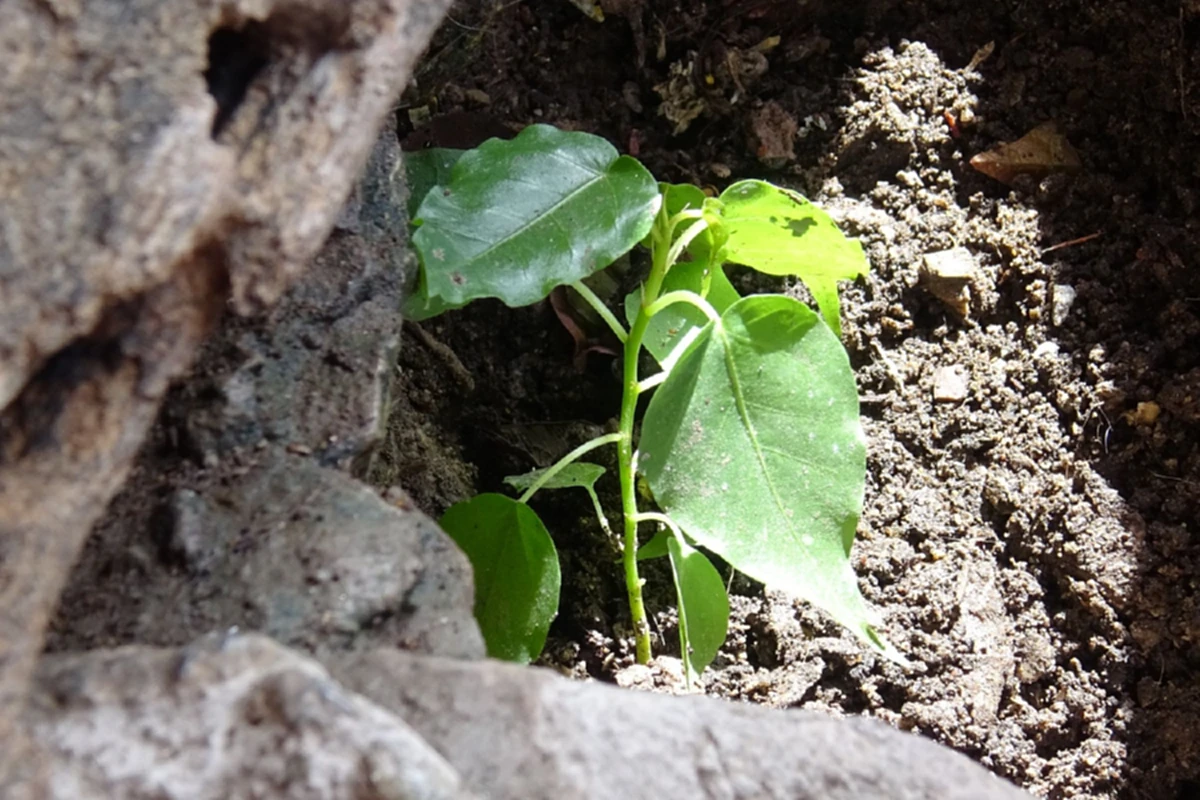 กรมป่าไม้แจ้งข่าวดีพบต้นอ่อน DNA ตรงกับ"ศรีมหาโพธิ์ ในหลวง ร.9 ทรงปลูกถูกตัดโค่นในวัดธรรมิการามฯ