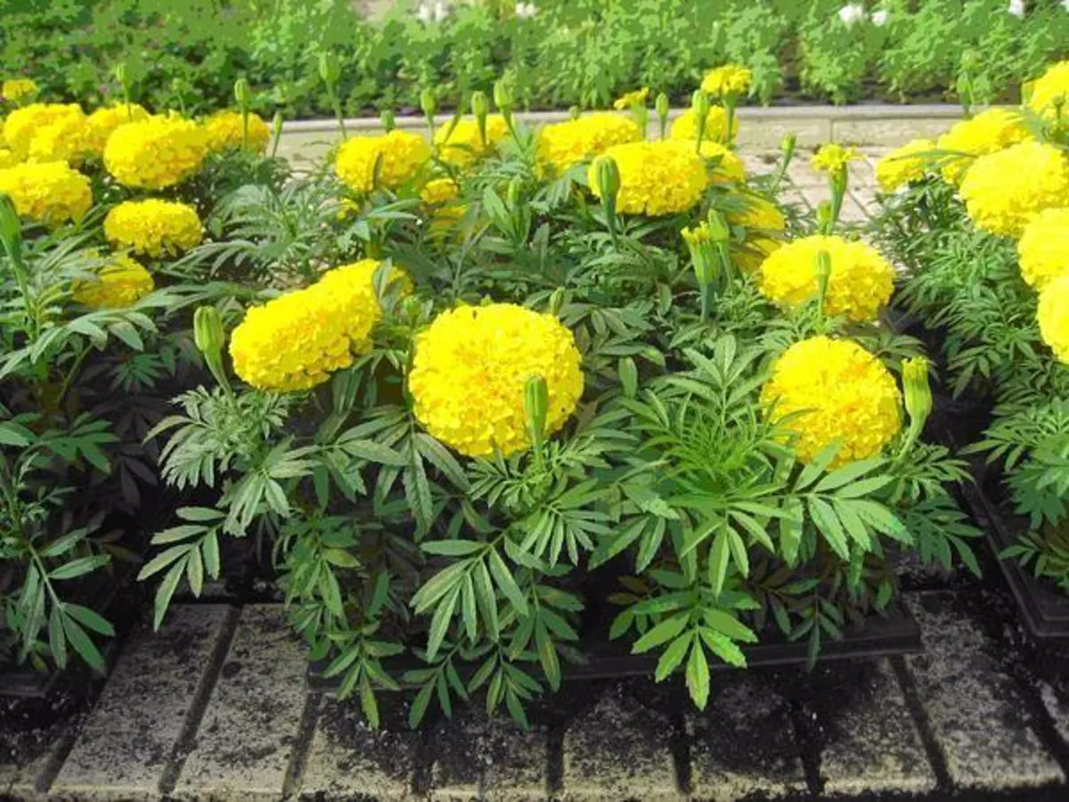 "9 ต้นไม้มงคล" ที่ควรปลูกไว้ที่บ้าน!! เสริมโชคลาภให้บ้านเป็นสุข ชีวิตจะดีขึ้นในพริบตา! รีบหามาปลูกด่วน