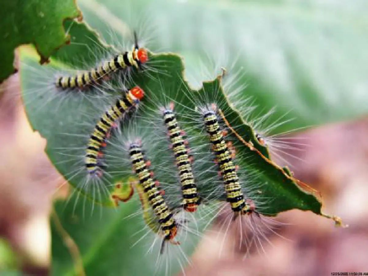 อ้วกแทบพุ่ง!! เอาจริงดิ?? 10 อันดับ แมลงประหลาดที่กินได้เพื่อความอยู่รอด!! ใครเคยกินตัวไหนบ้าง?? (รายละเอียด)