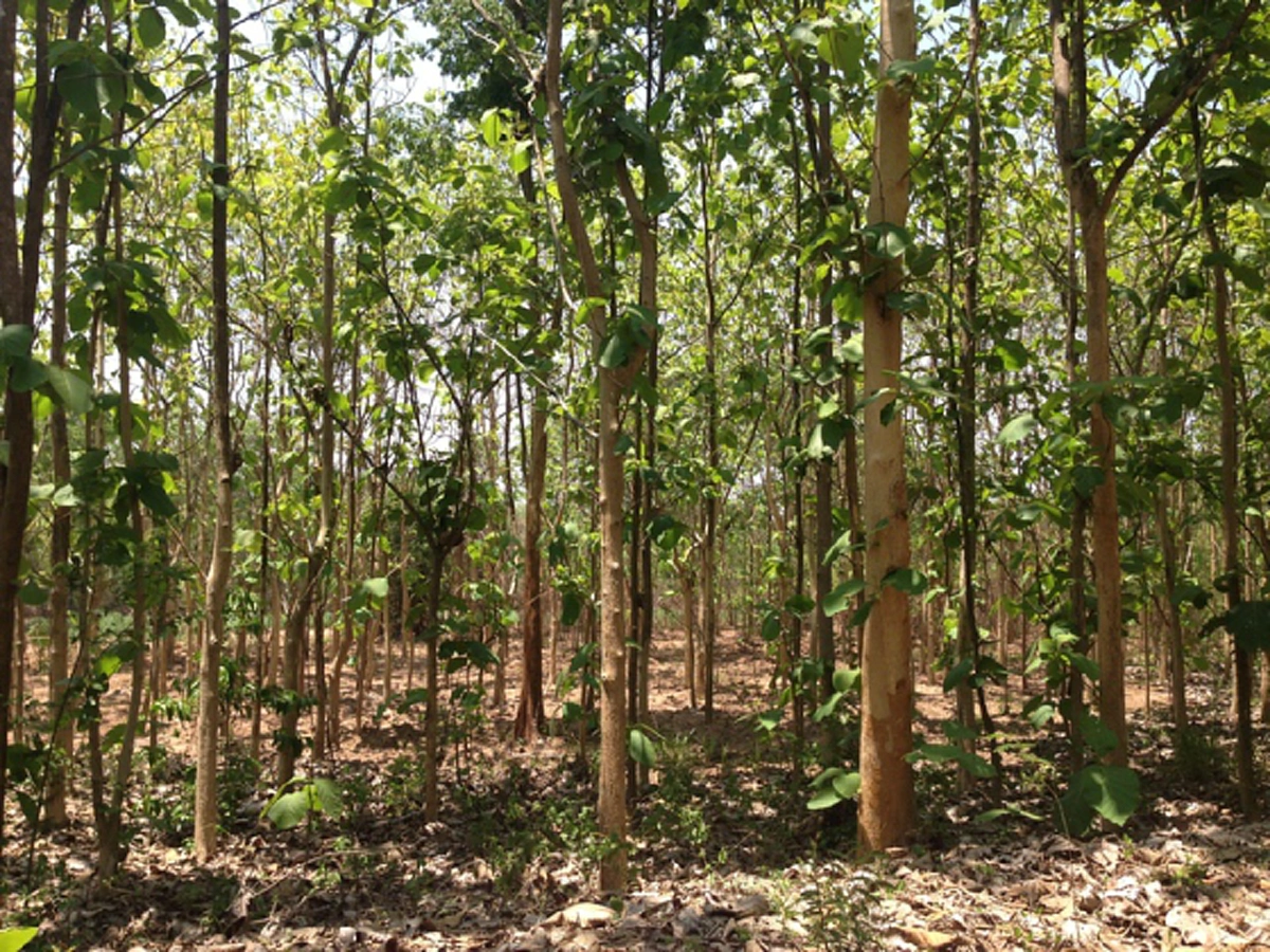 ไม้มงคลนาม 9 ชนิด! สำหรับใช้ในพิธี ปลูกไว้เป็นมงคล มีอำนาจวาสนา เงินทองไหลมาเทมา (รายละเอียด)