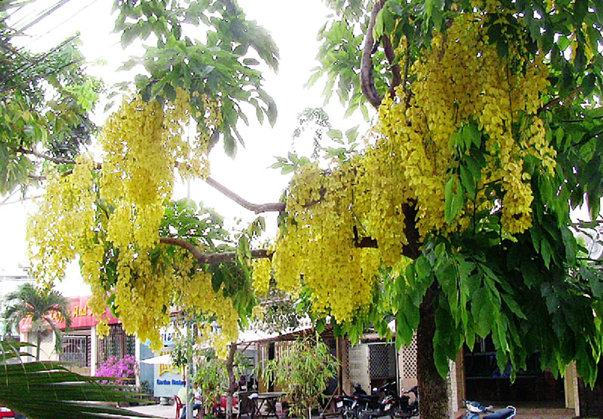 ต้นราชพฤกษ์