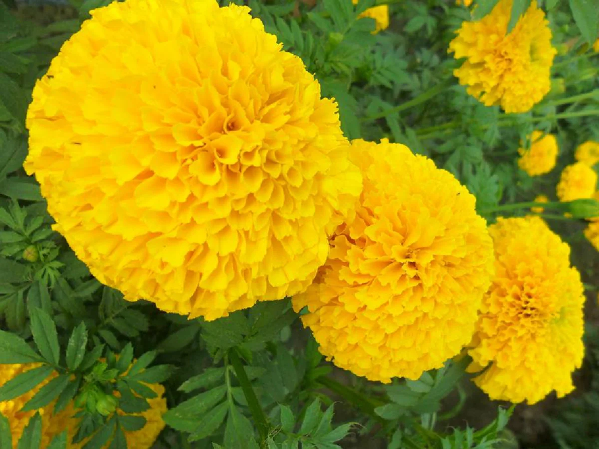 รีบปลูกไว้..ดีทั้งครอบครัว "๒๐ ต้นไม้มงคล"เชื่อว่าหากบ้านใดปลูกต้นไม้มงคลในบ้าน จะส่งผลให้ผู้ที่อยู่อาศัยในบ้านได้รับมงคลตามไปด้วย..