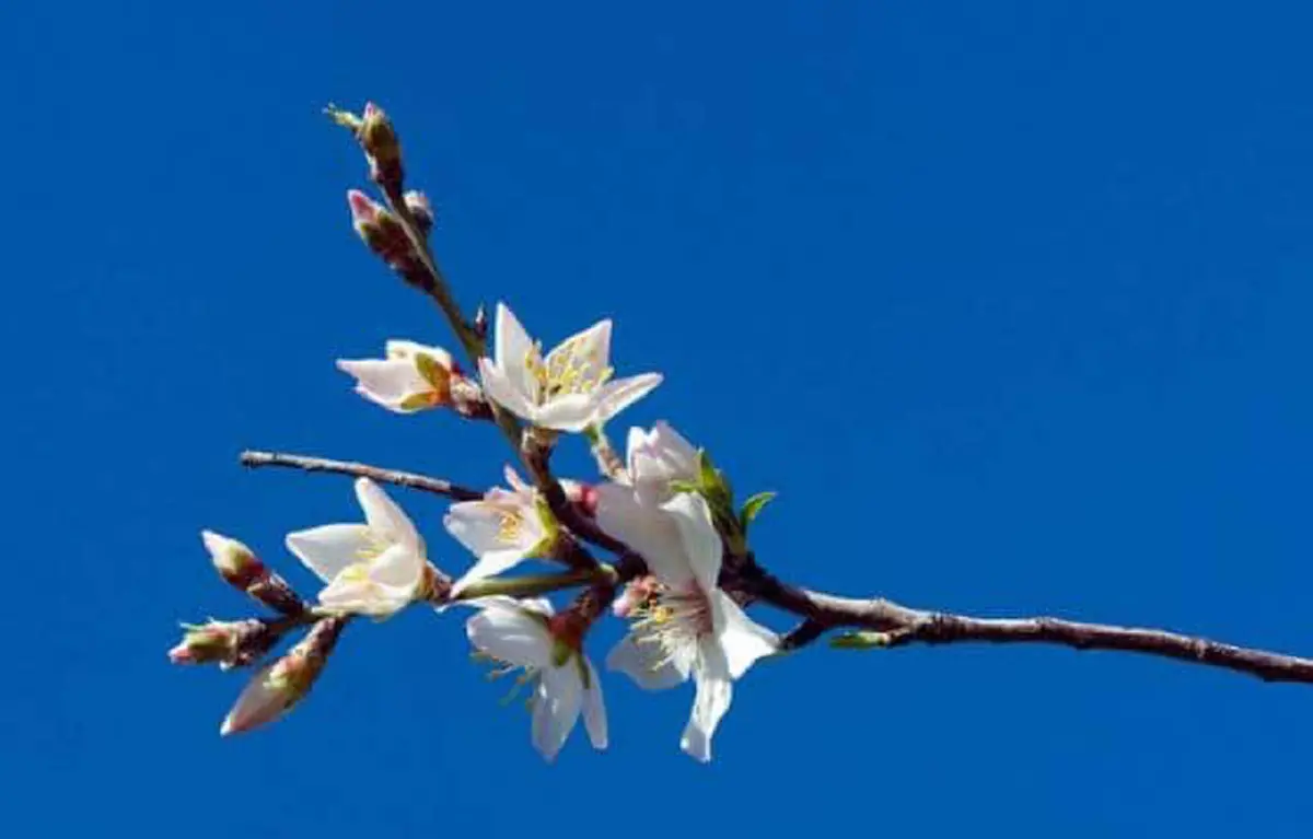 #รู้หรือไม่!! “พืชผักผลไม้” 20 ชนิด ก่อนจะมาเป็นอาหาร มันเคยมีหน้าตา แบบนี้มาก่อน เห็นแล้วถึงกับขยี้ตารัวๆ !! (ชมภาพ)