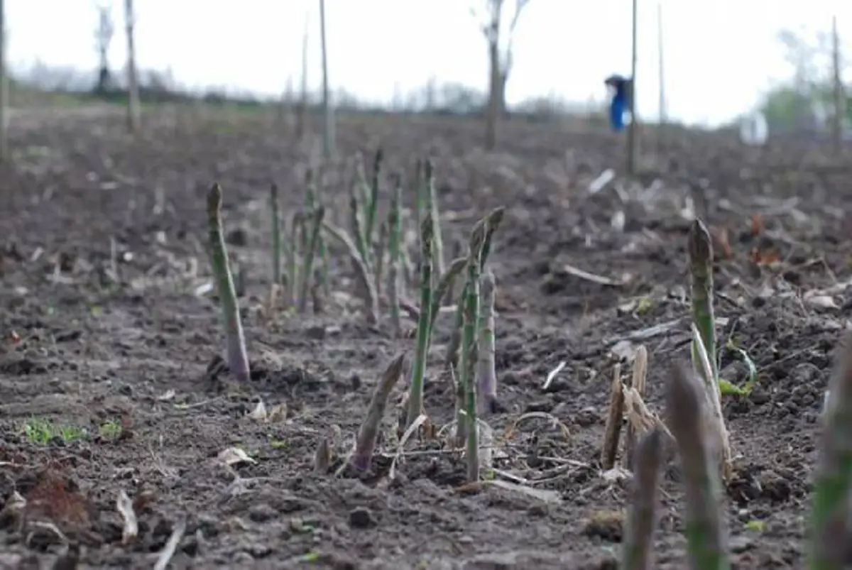 #รู้หรือไม่!! “พืชผักผลไม้” 20 ชนิด ก่อนจะมาเป็นอาหาร มันเคยมีหน้าตา แบบนี้มาก่อน เห็นแล้วถึงกับขยี้ตารัวๆ !! (ชมภาพ)