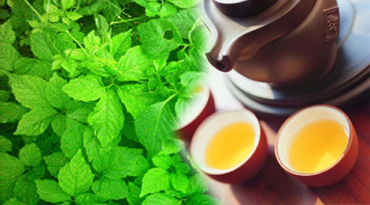 เจียวกู่หลาน!! ยอดสมุนไพรที่ชาวจีนยอมรับกับ 10 สรรพคุณเด็ดน่ารู้ ไม่อ่านไม่ได้แล้ว...