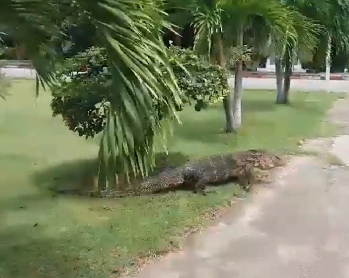 ป๊าดดด...นึกว่าไอ้เข้ นักศึกษาถึงผงะ! เจอตัวเงินตัวทองไซส์บิ๊ก เดินต้วมเตี้ยมในมหาลัย (คลิป)