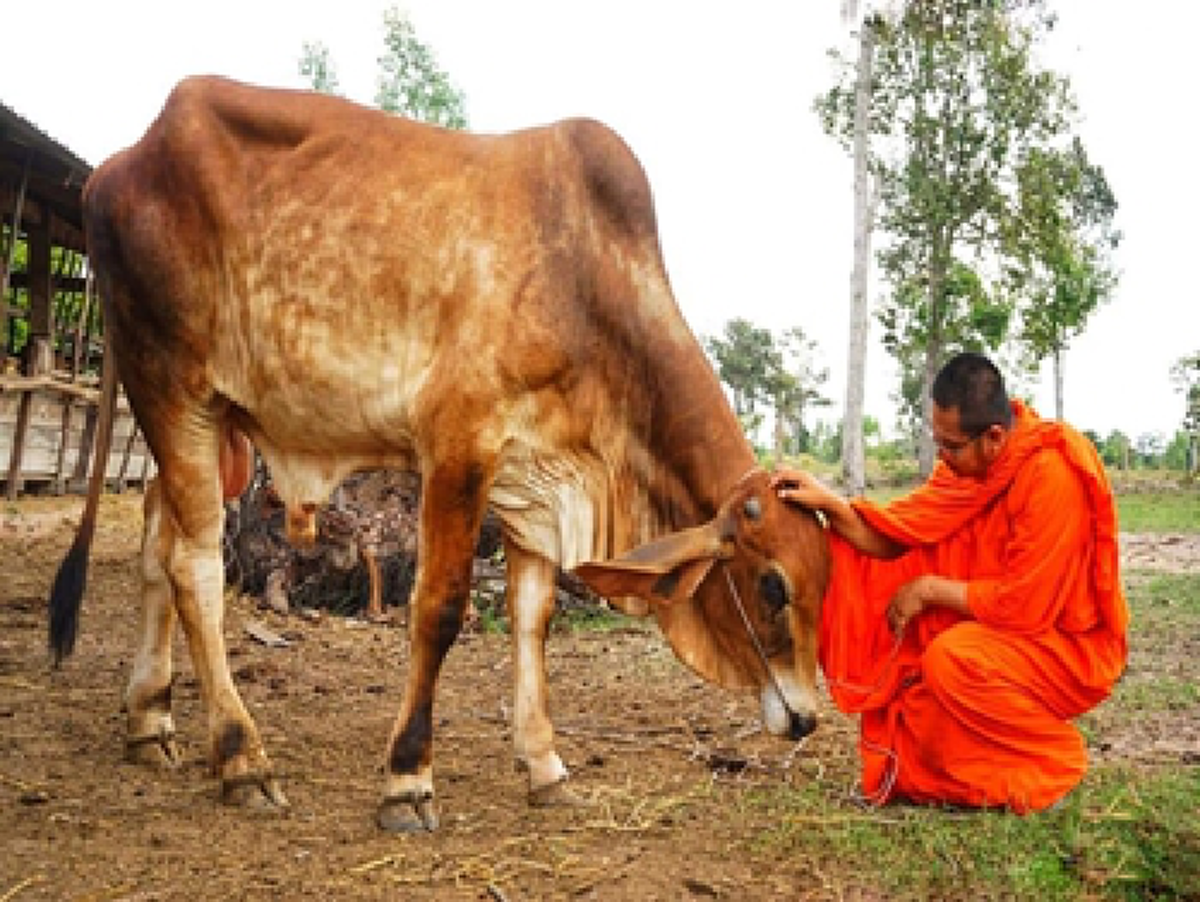 ด้วยพลังบุญ พระภูแจ้งอนุโมทนา ช่วยโคได้ถึง42ตัว จากขอบริจาคไถ่ชีวิต11ตัวใช้เงิน255,000บาท