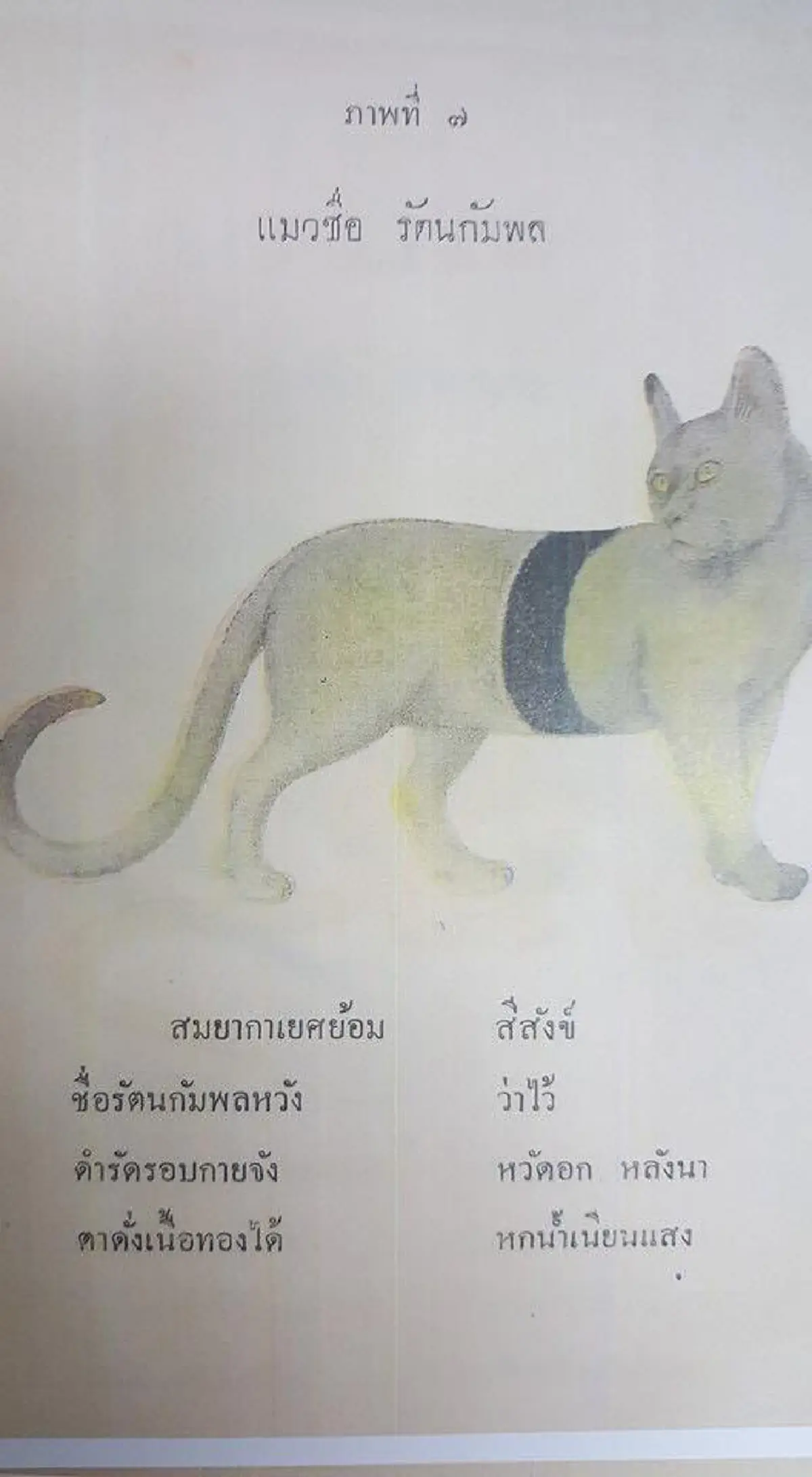 17 ลักษณะ แมวไทยมงคล จาก ตำราโบราณ