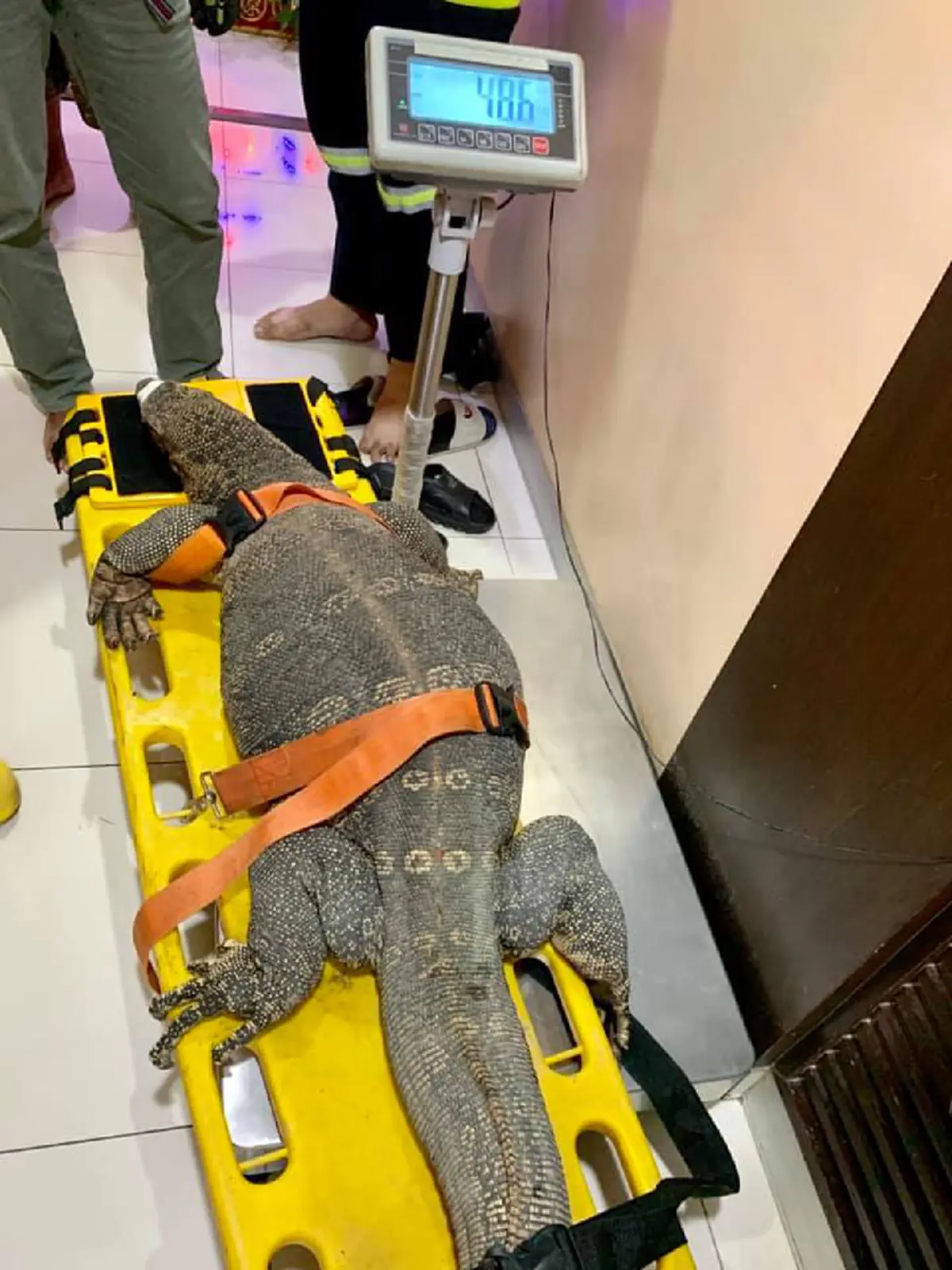 หมอเผยอาการ ตัวเงินตัวทอง ตาเสี่ยงบอดอีกข้าง