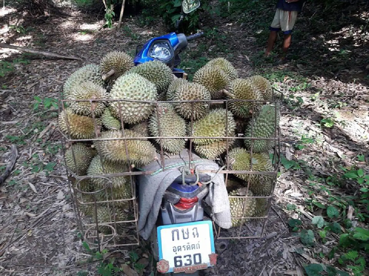 สาวกทุเรียนห้ามพลาด ถูกและดีมีอยู่จริง!! เอาเรือไปขนได้เลยทุเรียนพื้นเมือง 4 โล 100 สดๆจากสวน ไม่เชื่อต้องไปลองให้เห็นกับตา!!