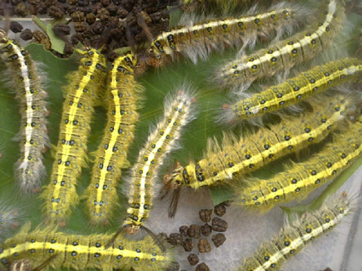 อ้วกแทบพุ่ง!! เอาจริงดิ?? 10 อันดับ แมลงประหลาดที่กินได้เพื่อความอยู่รอด!! ใครเคยกินตัวไหนบ้าง?? (รายละเอียด)