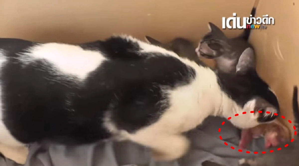 ซึ้งน้ำตาไหลพราก!! "แม่แมว" ขโมยคาบ "ลูกสุนัขแรกเกิด" มาที่พักของตัวเอง ก่อนทำเรื่องที่มนุษย์อย่างเรา แทบไม่เชื่อว่าจะเกิดขึ้นได้!! (ชมคลิป)