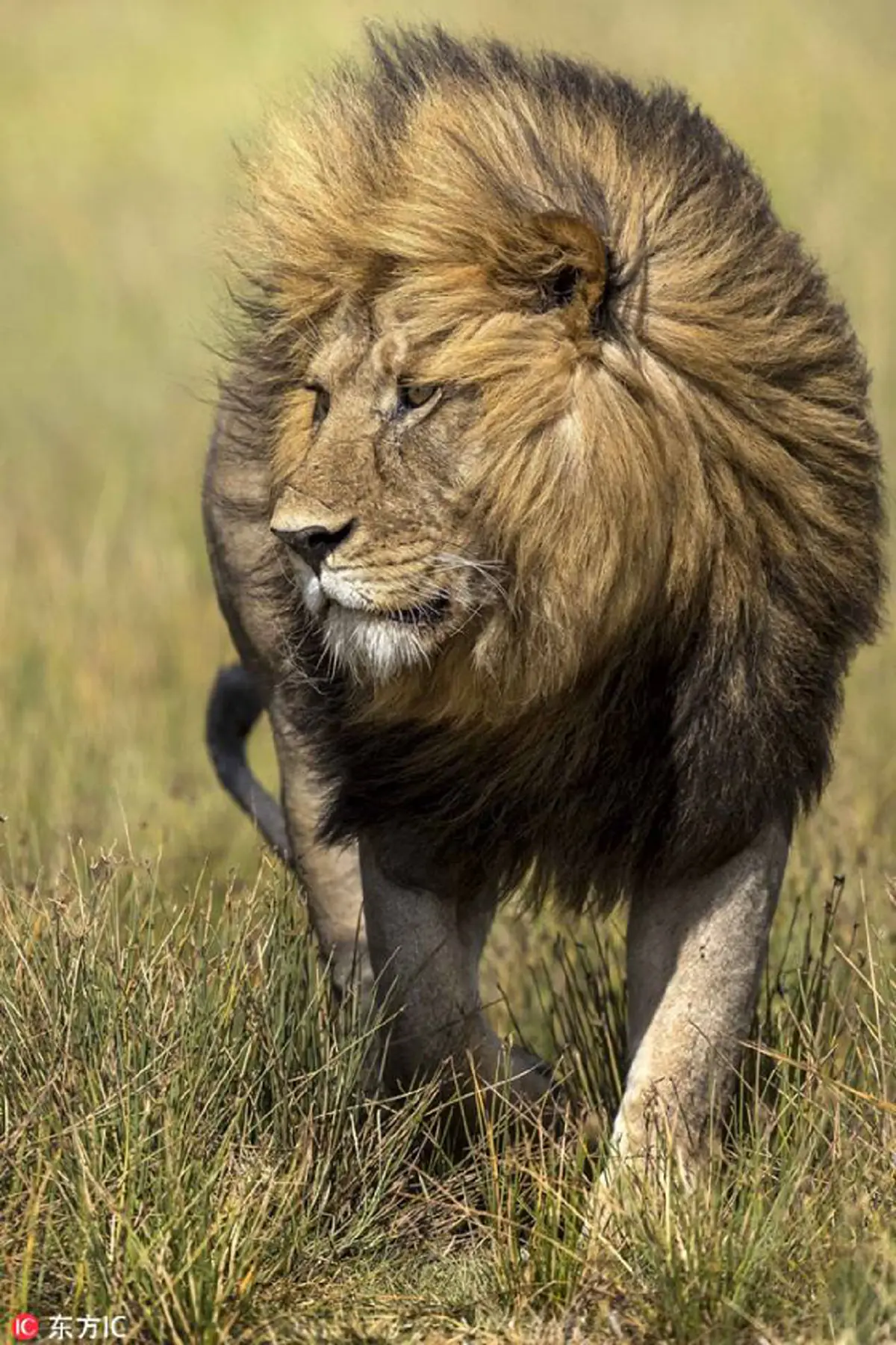 สิงโตตัวผู้สุดเท่ !!! ในอุทยานแห่งชาติฯ ที่หน้าตาหล่อเหลา จนคิดว่าทำท่าทางเหมือนกำลังแอ็คท่า ให้ช่างภาพถ่ายรูป !!! (ชมภาพ)