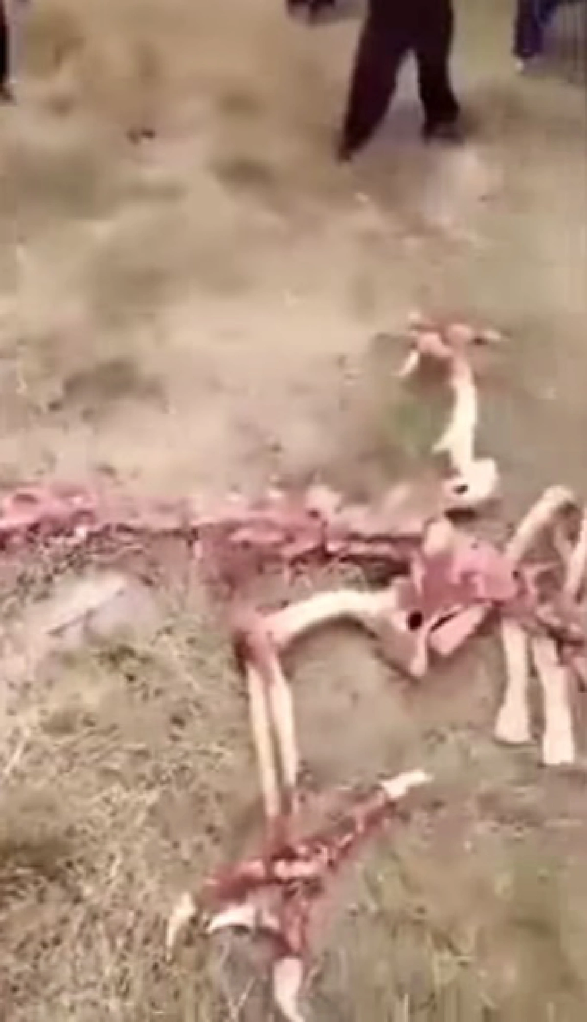 ชาวบ้านแตกตื่น !!! พบโครงกระดูกปริศนายาว 18 เมตร มีขา 2 คู่ เชื่อเป็นซาก "มังกร" ตามตำนานที่จารึกไว้ !! (มีคลิป)