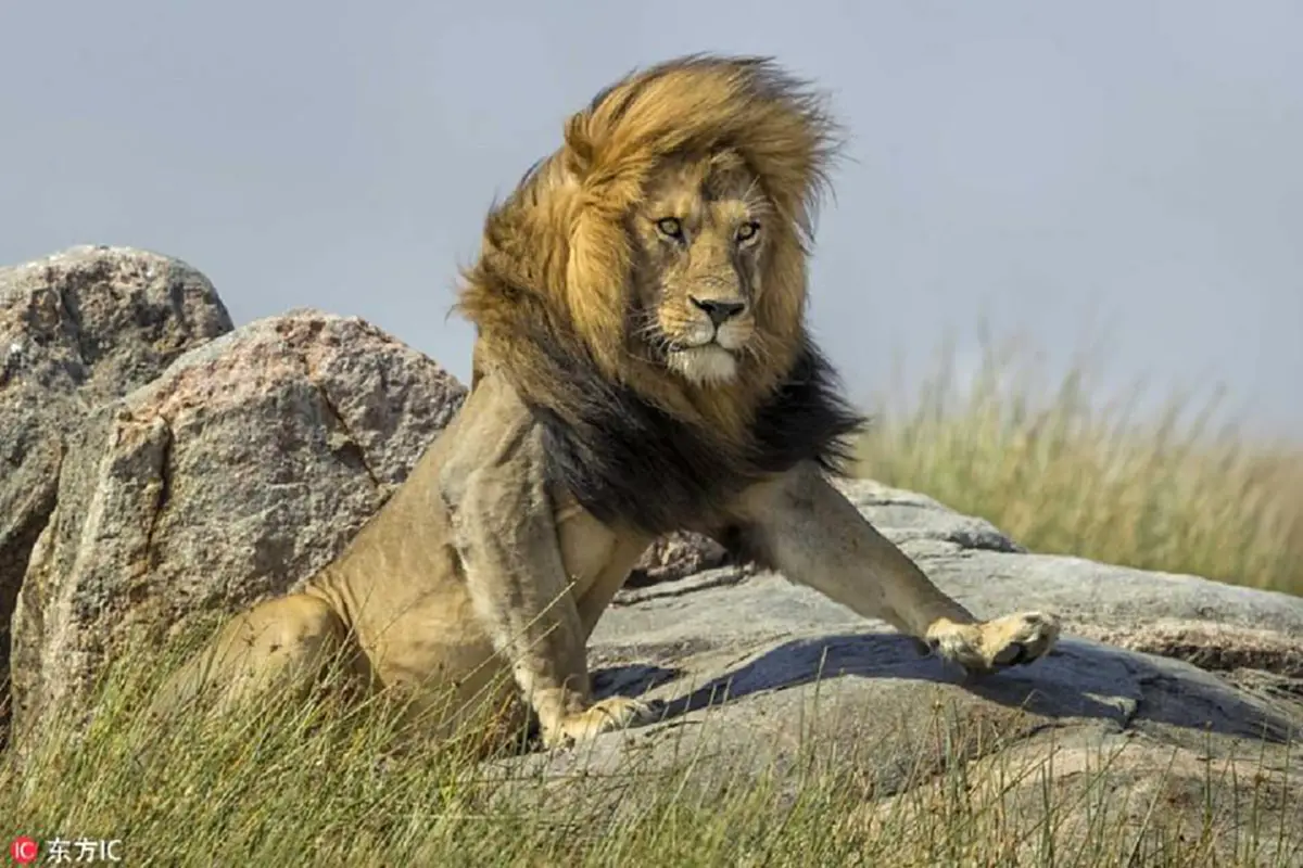 สิงโตตัวผู้สุดเท่ !!! ในอุทยานแห่งชาติฯ ที่หน้าตาหล่อเหลา จนคิดว่าทำท่าทางเหมือนกำลังแอ็คท่า ให้ช่างภาพถ่ายรูป !!! (ชมภาพ)