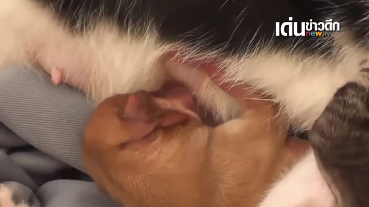 ซึ้งน้ำตาไหลพราก!! "แม่แมว" ขโมยคาบ "ลูกสุนัขแรกเกิด" มาที่พักของตัวเอง ก่อนทำเรื่องที่มนุษย์อย่างเรา แทบไม่เชื่อว่าจะเกิดขึ้นได้!! (ชมคลิป)