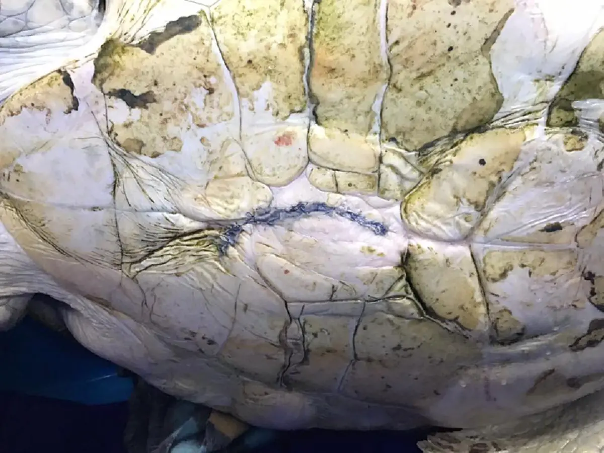 อีกไม่นานเกินรอ!!! "เต่าออมสิน" ว่ายน้ำออกกำลังรักษาแผลผ่าตัด แต่สิ่งที่เห็นทำเอาทีมสัตวแพทย์ยิ้มไม่หุบ (รายละเอียด)