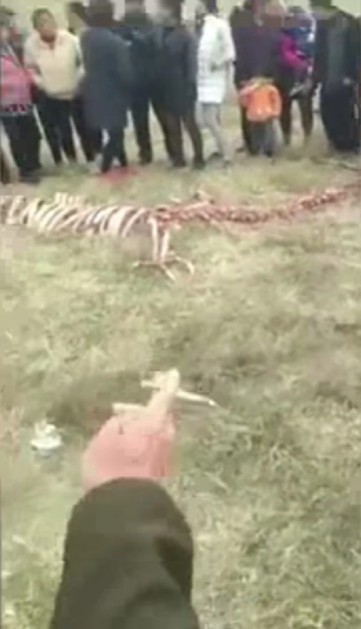 ชาวบ้านแตกตื่น !!! พบโครงกระดูกปริศนายาว 18 เมตร มีขา 2 คู่ เชื่อเป็นซาก "มังกร" ตามตำนานที่จารึกไว้ !! (มีคลิป)