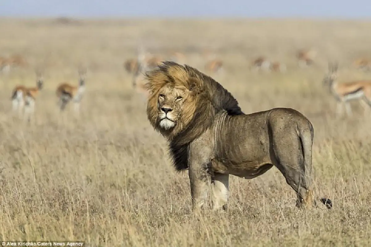 สิงโตตัวผู้สุดเท่ !!! ในอุทยานแห่งชาติฯ ที่หน้าตาหล่อเหลา จนคิดว่าทำท่าทางเหมือนกำลังแอ็คท่า ให้ช่างภาพถ่ายรูป !!! (ชมภาพ)