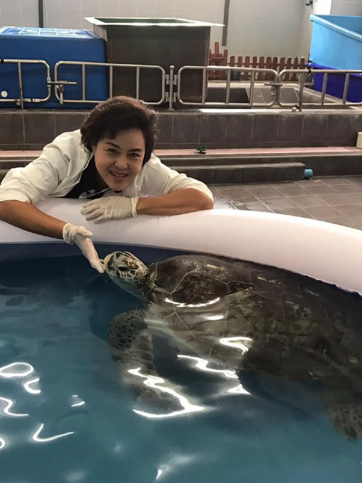 อีกไม่นานเกินรอ!!! "เต่าออมสิน" ว่ายน้ำออกกำลังรักษาแผลผ่าตัด แต่สิ่งที่เห็นทำเอาทีมสัตวแพทย์ยิ้มไม่หุบ (รายละเอียด)