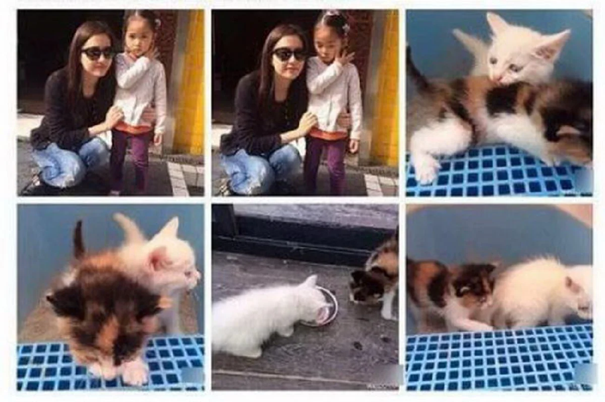 หลิวอี้เฟยกับแมว