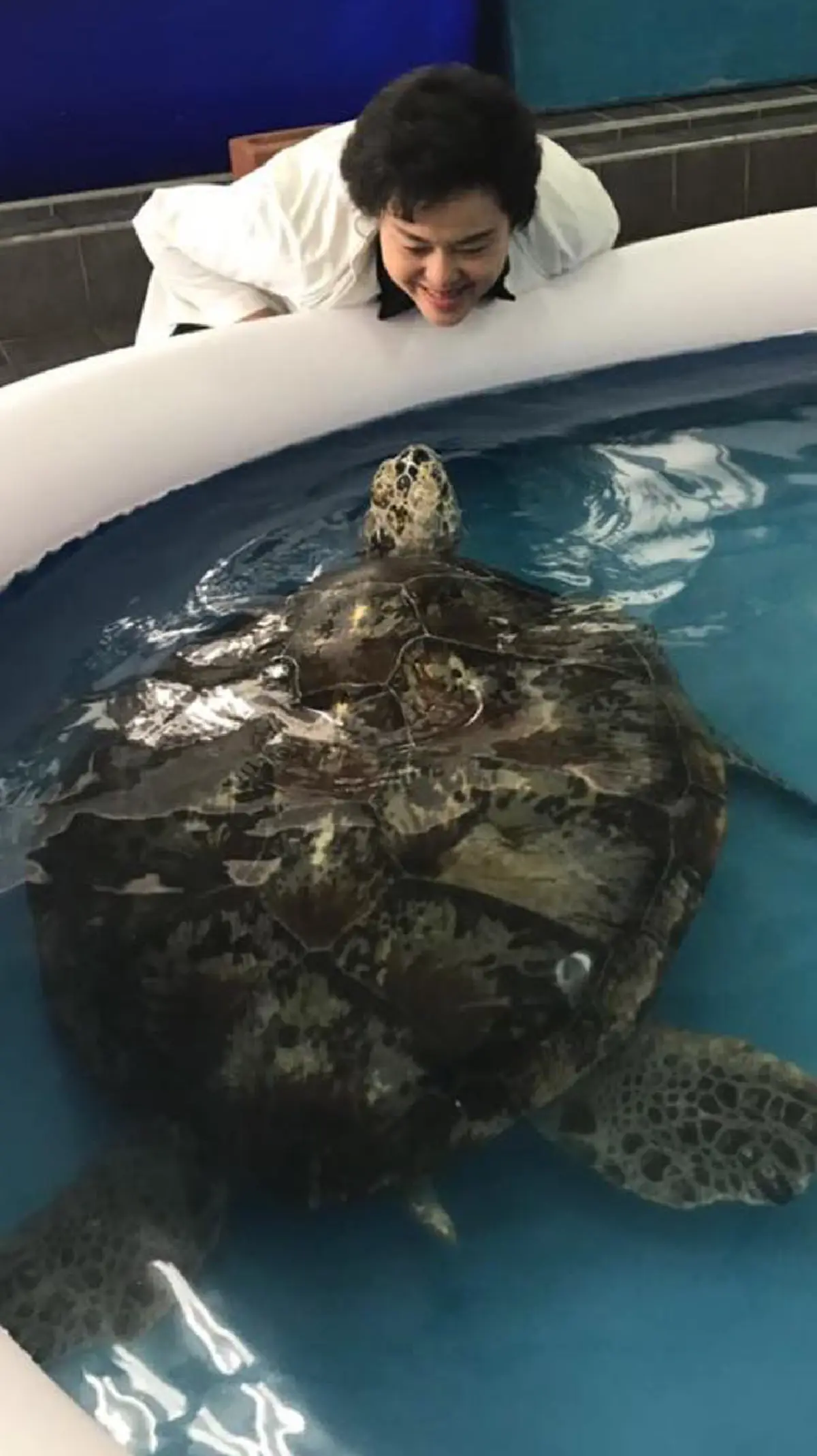 อีกไม่นานเกินรอ!!! "เต่าออมสิน" ว่ายน้ำออกกำลังรักษาแผลผ่าตัด แต่สิ่งที่เห็นทำเอาทีมสัตวแพทย์ยิ้มไม่หุบ (รายละเอียด)