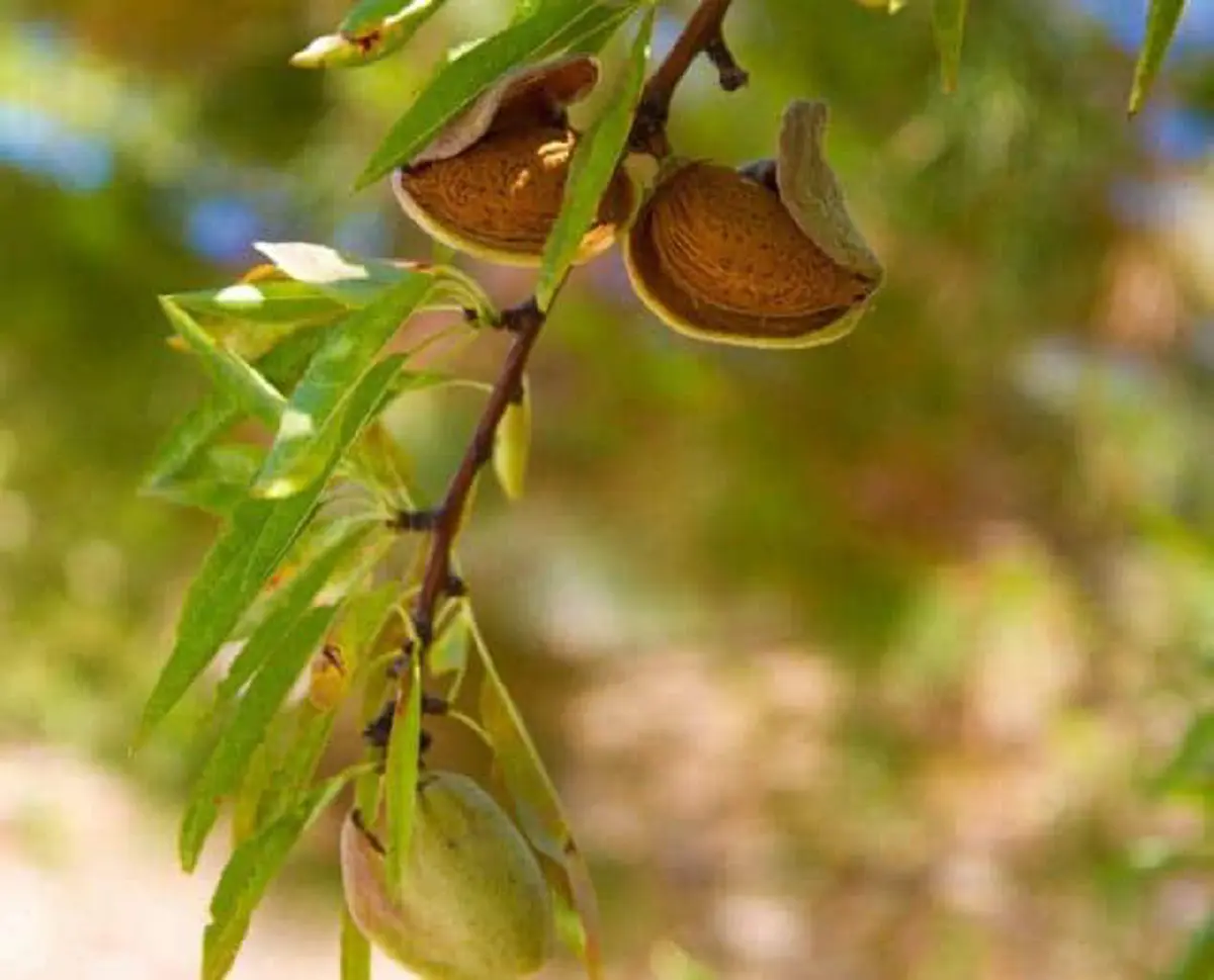 #รู้หรือไม่!! “พืชผักผลไม้” 20 ชนิด ก่อนจะมาเป็นอาหาร มันเคยมีหน้าตา แบบนี้มาก่อน เห็นแล้วถึงกับขยี้ตารัวๆ !! (ชมภาพ)