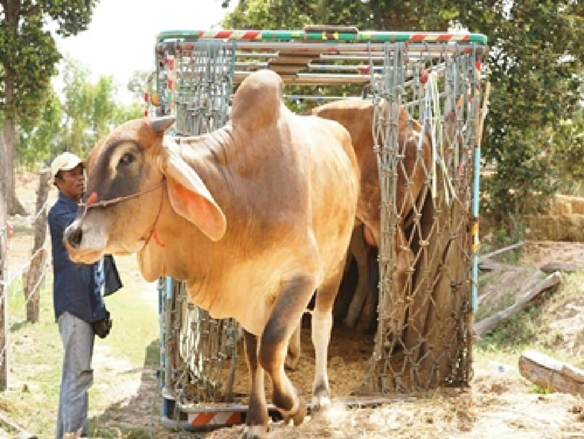 ด้วยพลังบุญ พระภูแจ้งอนุโมทนา ช่วยโคได้ถึง42ตัว จากขอบริจาคไถ่ชีวิต11ตัวใช้เงิน255,000บาท