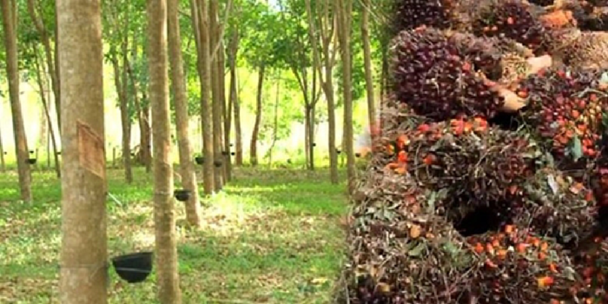 บิ๊กตู่เผยราคายางพารา,ปาล์มล่าสุด! ทำชาวสวนยิ้มออก