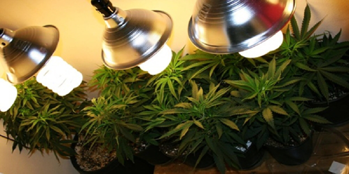 ช่วยชีวิตคนทำบุญใหญ่!?!ไพศาลเอาจริงปลดกัญชงพ่วงกัญชาออกบัญชียาเสพติด นำขึ้นทะเบียนยาฟ้องเพิกถอนสิทธิบัตรตปท.ละเมิดไทย เร่งสนช.ออกกม.