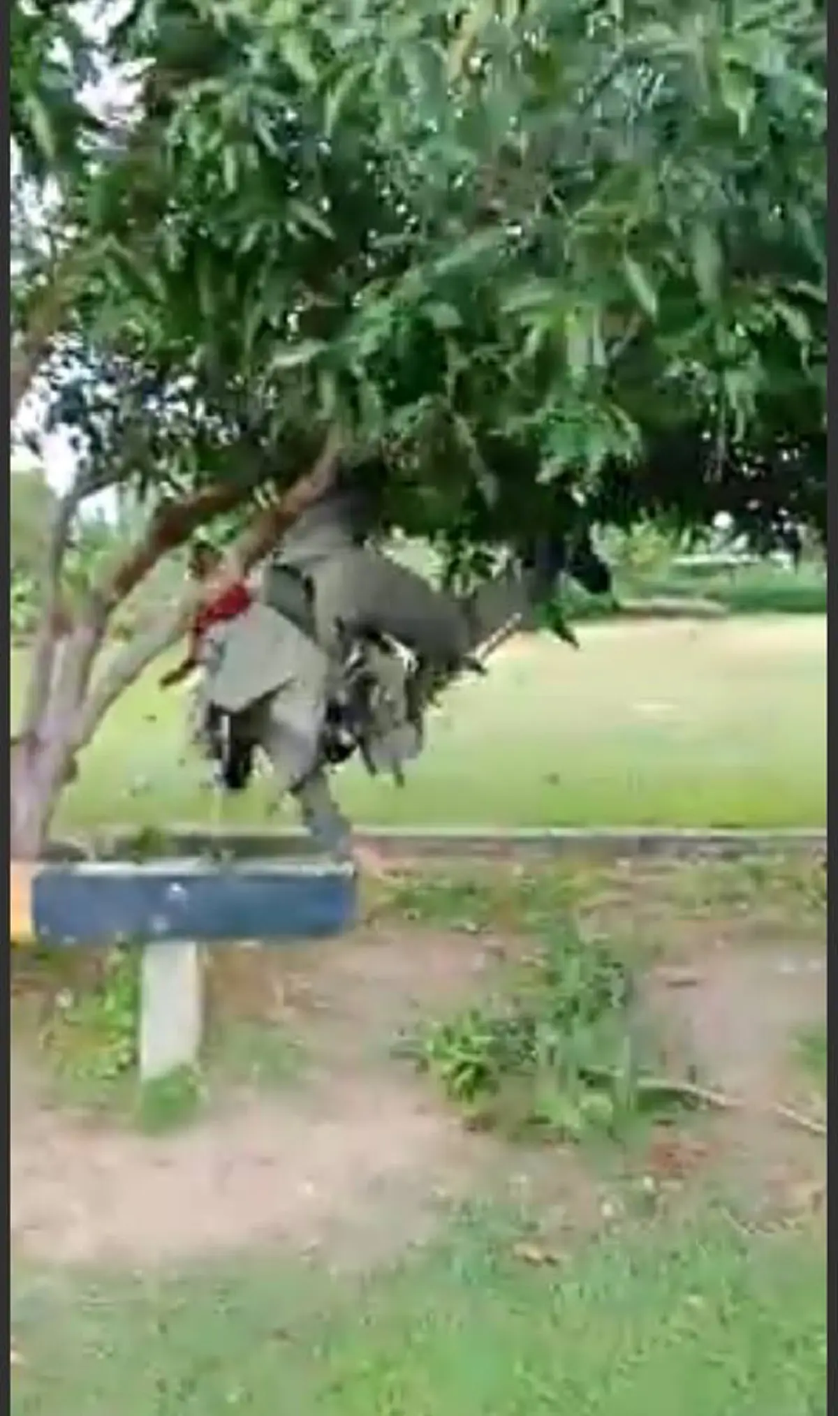 สดๆดูกันเลย! คลิปตำรวจพลร่ม กระโดดร่มจากฮ. สู่เบื้องล่าง เสียวระทึกร่วงต้นไม้