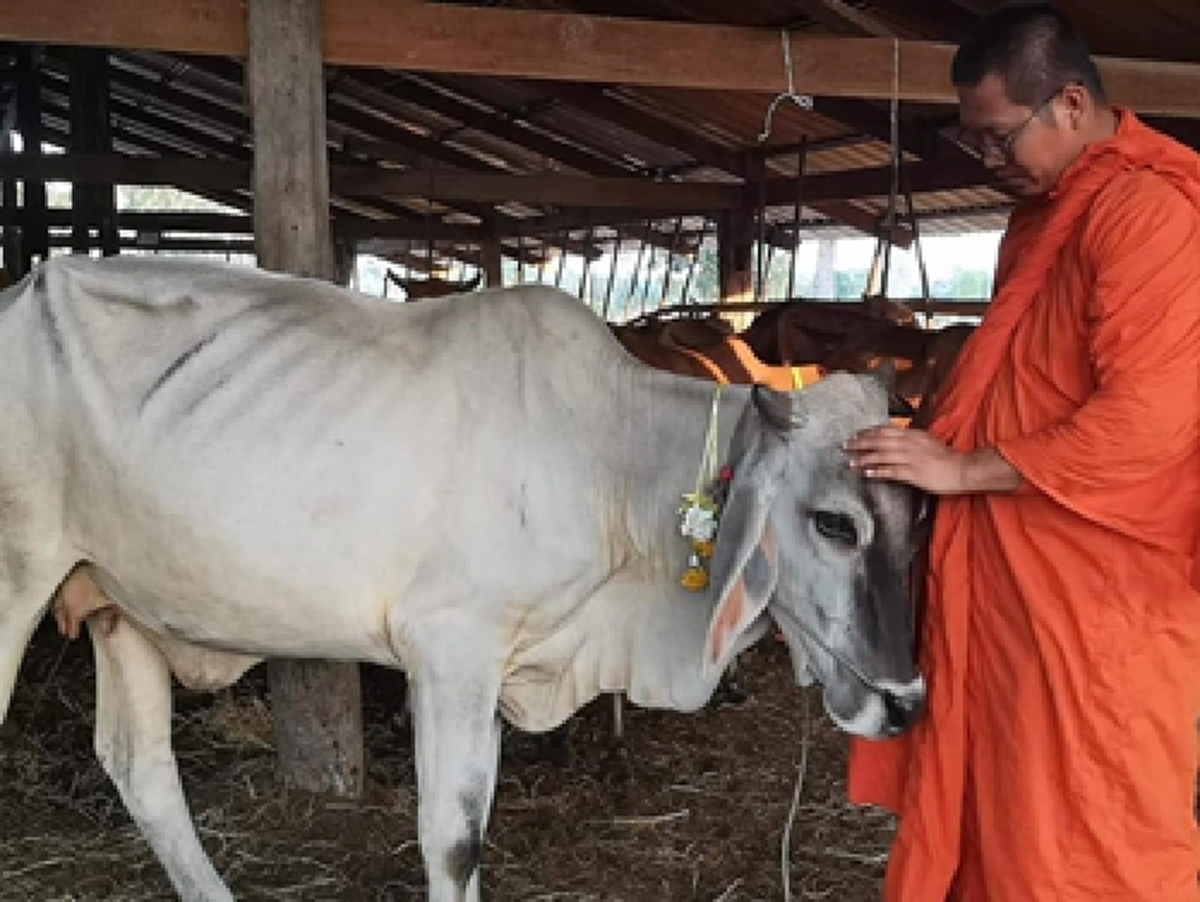 ด้วยพลังบุญ พระภูแจ้งอนุโมทนา ช่วยโคได้ถึง42ตัว จากขอบริจาคไถ่ชีวิต11ตัวใช้เงิน255,000บาท