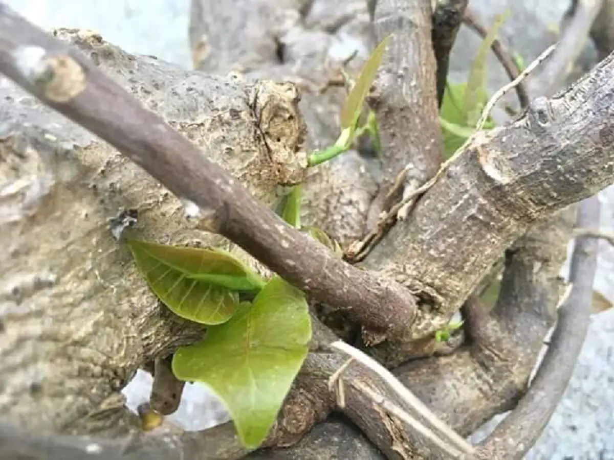 ข่าวดีสุดปลื้มใจ! ศรีมหาโพธิ์ แตกต้นอ่อนขึ้นใหม่แล้ว จุดเดิมที่ถูกเจ้าอาวาสโค่นทิ้ง