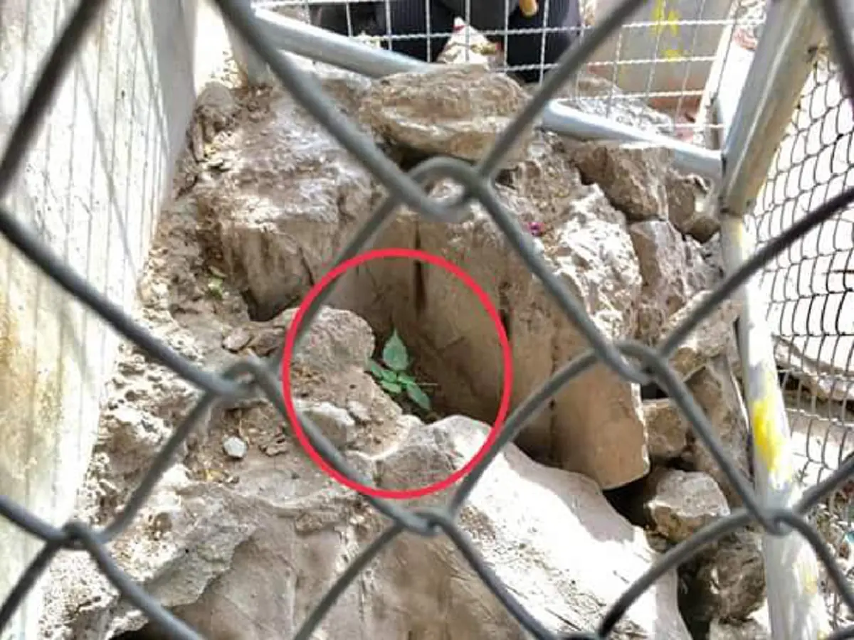 ข่าวดีสุดปลื้มใจ! ศรีมหาโพธิ์ แตกต้นอ่อนขึ้นใหม่แล้ว จุดเดิมที่ถูกเจ้าอาวาสโค่นทิ้ง