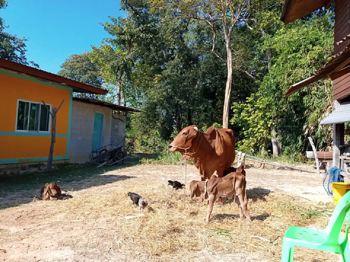แม่วัวพันธุ์ดีออกลูกแฝด 3 ตัว นักเสี่ยงโชครีบส่องเลขที่บ้าน เชื่อมาให้โชค