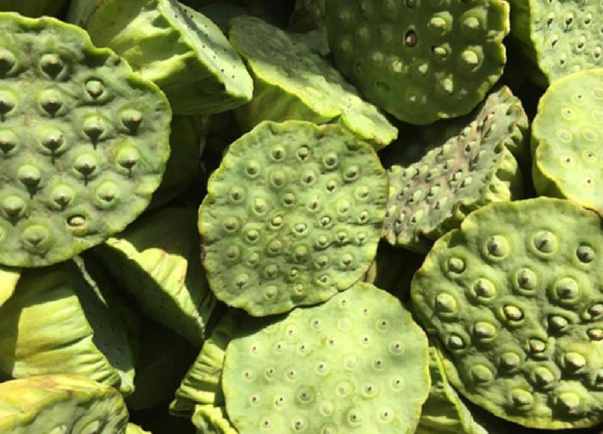 แทบไม่เคยรู้มาก่อน !! เมล็ดบัว หรือ เม็ดบัว ประโยชน์และสรรพคุณของเมล็ดบัว ที่น่าอัศจรรย์ ป้องกันโรคร้ายชนิดที่คุณแทบไม่เชื่อสายตา ??