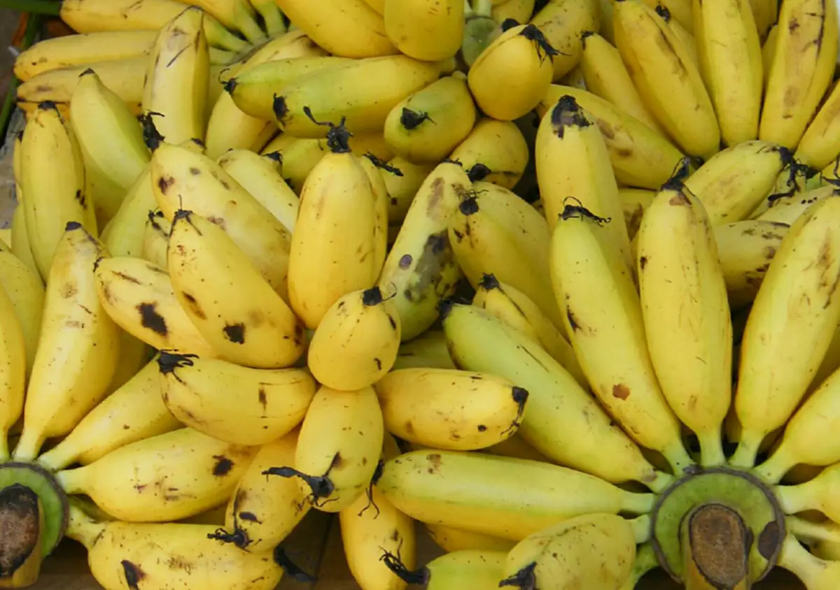 หุ่นดีได้ง่ายๆ แบบกล้วยๆ ผลไม้เนรมิตความสวยเพียงเลือกกินให้ถูกที่ ถูกเวลา มหัศจรรย์ผลไม้แบบไทยๆ