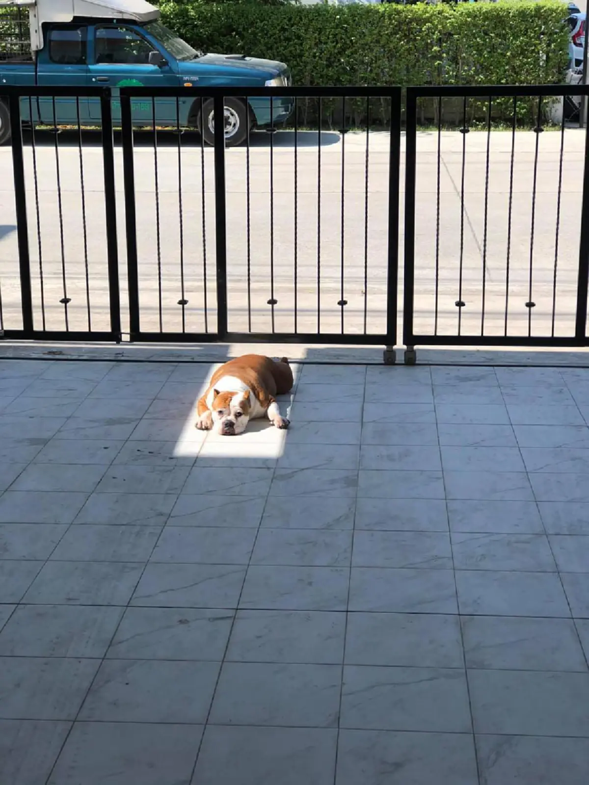 ชาวเน็ตเอ็นดู เจ้าตูบนอนอาบแดดที่บ้าน กับแสงที่ส่องมาได้พอดีจริงๆ