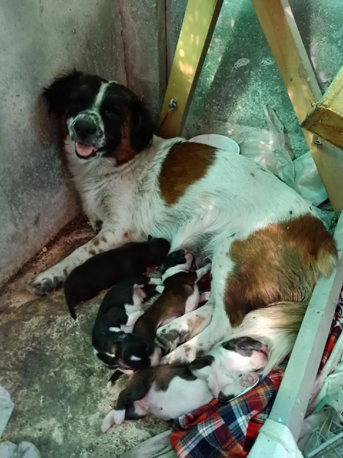 สาววอน ช่วยตูบถูกทิ้งพร้อมลูกๆ เพื่อจะได้ปลอดภัย