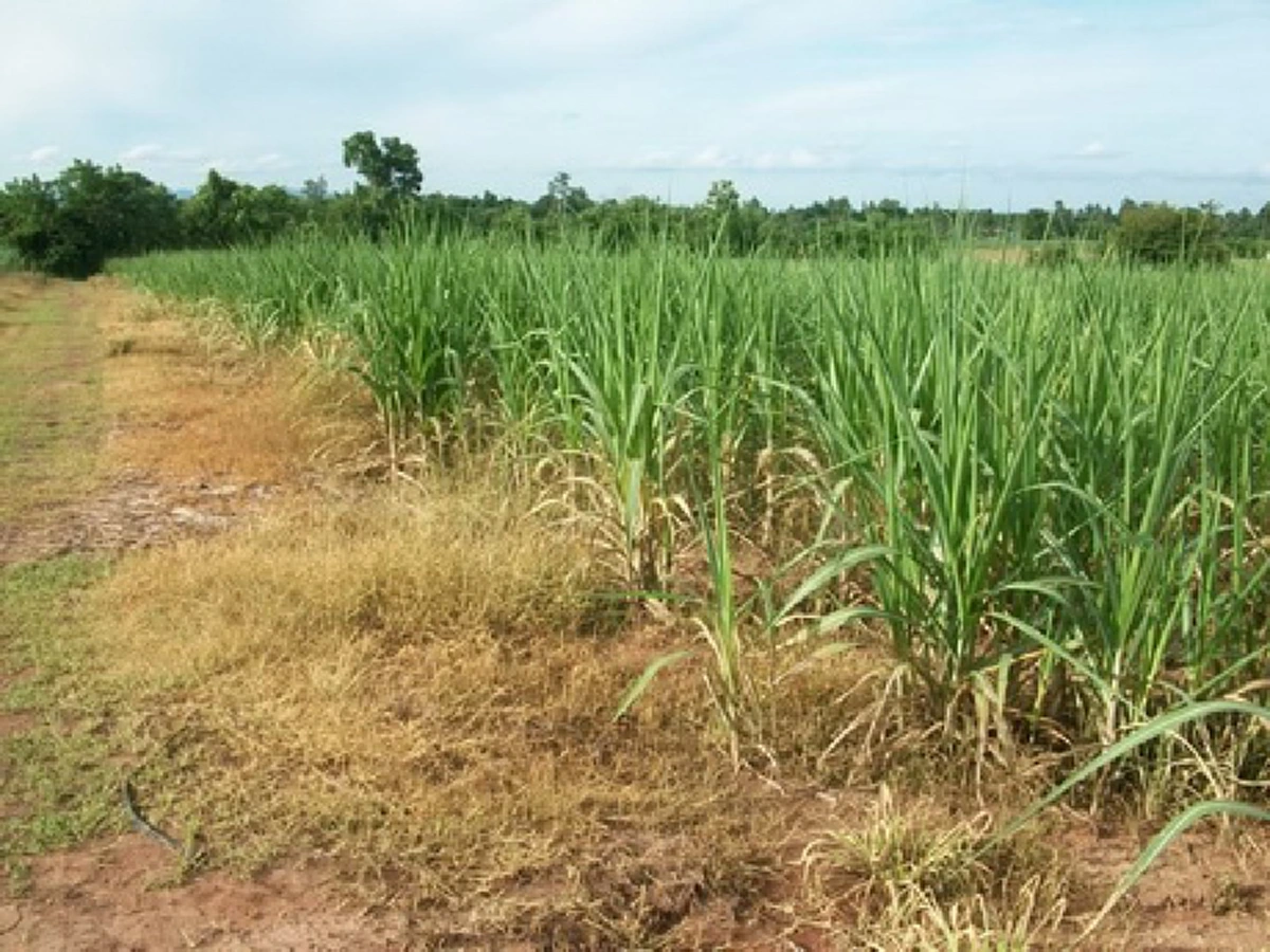 เปิดผลชันสูตร"น้องซูลุย"เสียชีวิตนานเกิน 5 วัน โซเชียลสงสัยเจอร่างไร้วิญญาณ