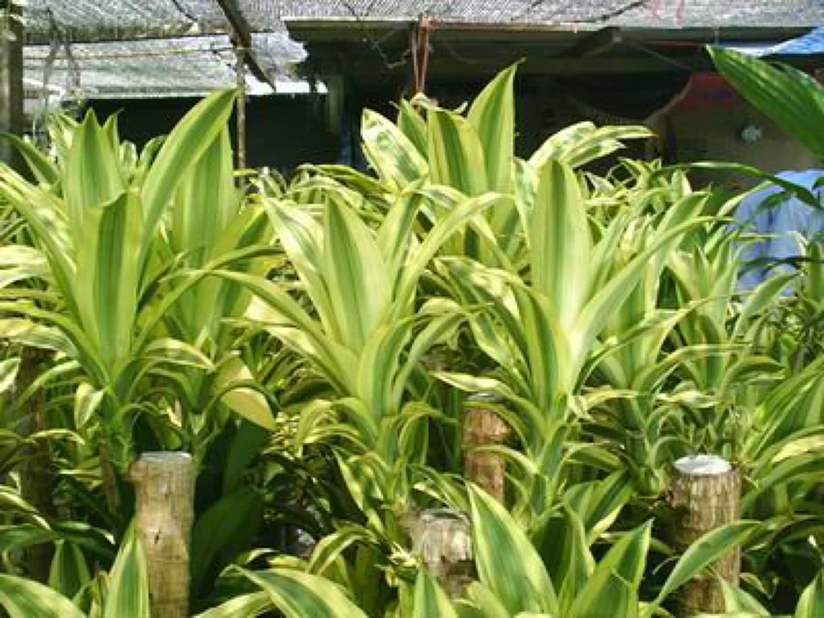 รีบปลูกไว้..ดีทั้งครอบครัว "๒๐ ต้นไม้มงคล"เชื่อว่าหากบ้านใดปลูกต้นไม้มงคลในบ้าน จะส่งผลให้ผู้ที่อยู่อาศัยในบ้านได้รับมงคลตามไปด้วย..