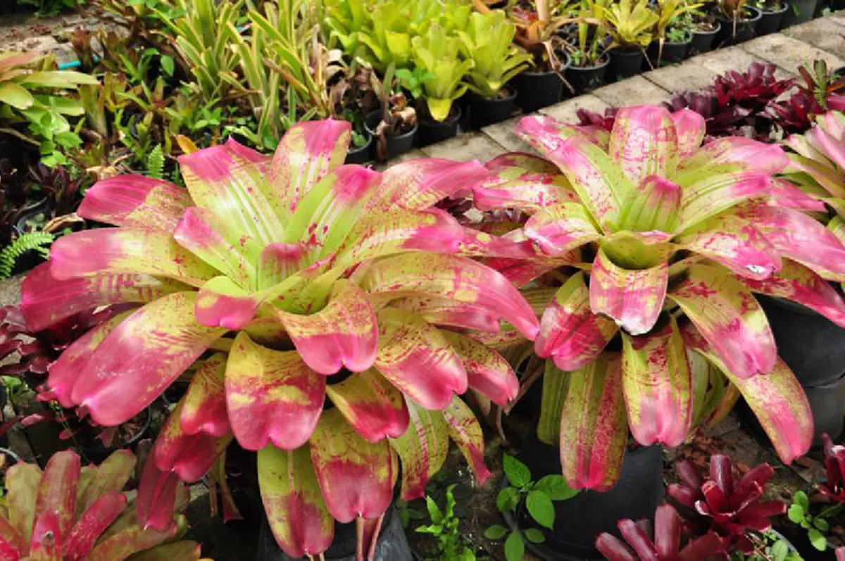 ต้นสับปะรดสี