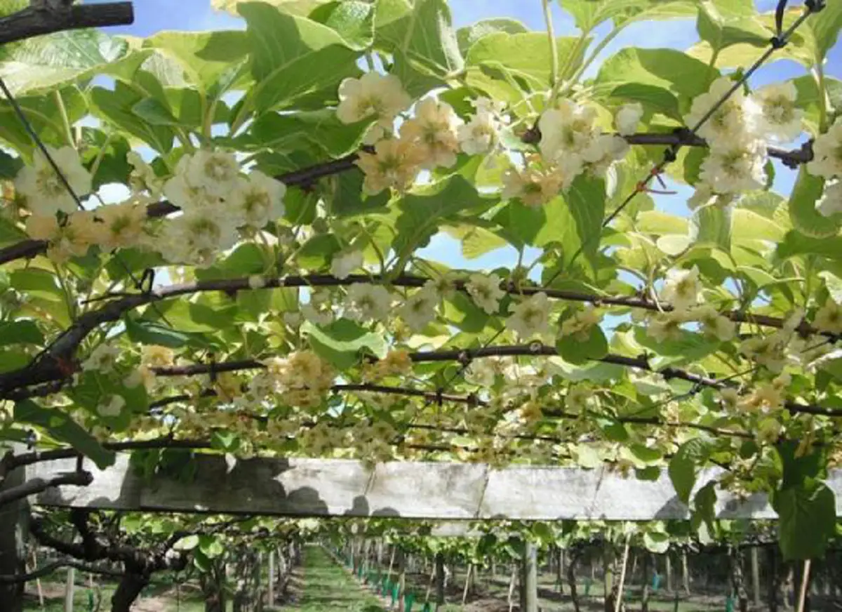 #รู้หรือไม่!! “พืชผักผลไม้” 20 ชนิด ก่อนจะมาเป็นอาหาร มันเคยมีหน้าตา แบบนี้มาก่อน เห็นแล้วถึงกับขยี้ตารัวๆ !! (ชมภาพ)