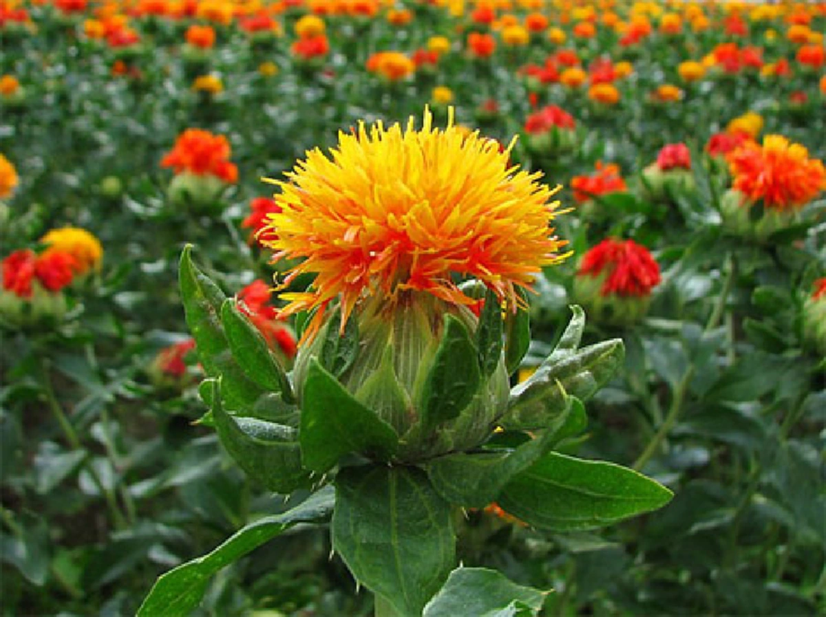 ดอกคำฝอย!! สมุนไพรสรรพคุณสุดอัศจรรย์ ที่ไม่ควรมองข้าม แข็งแรงทานได้ ป่วยไข้ทานดี อย่าลืมแชร์ต่อให้คนที่คุณห่วยใย..