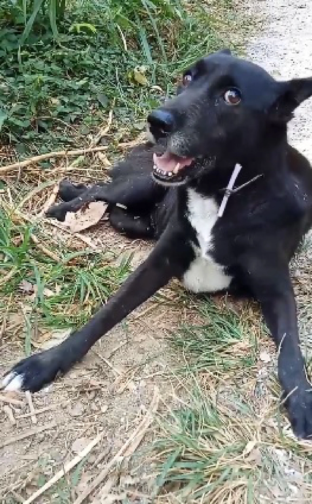 คนใจร้ายทิ้งสุนัขพิการไว้ข้างทาง พร้อมกับเงิน500บาท (คลิป)