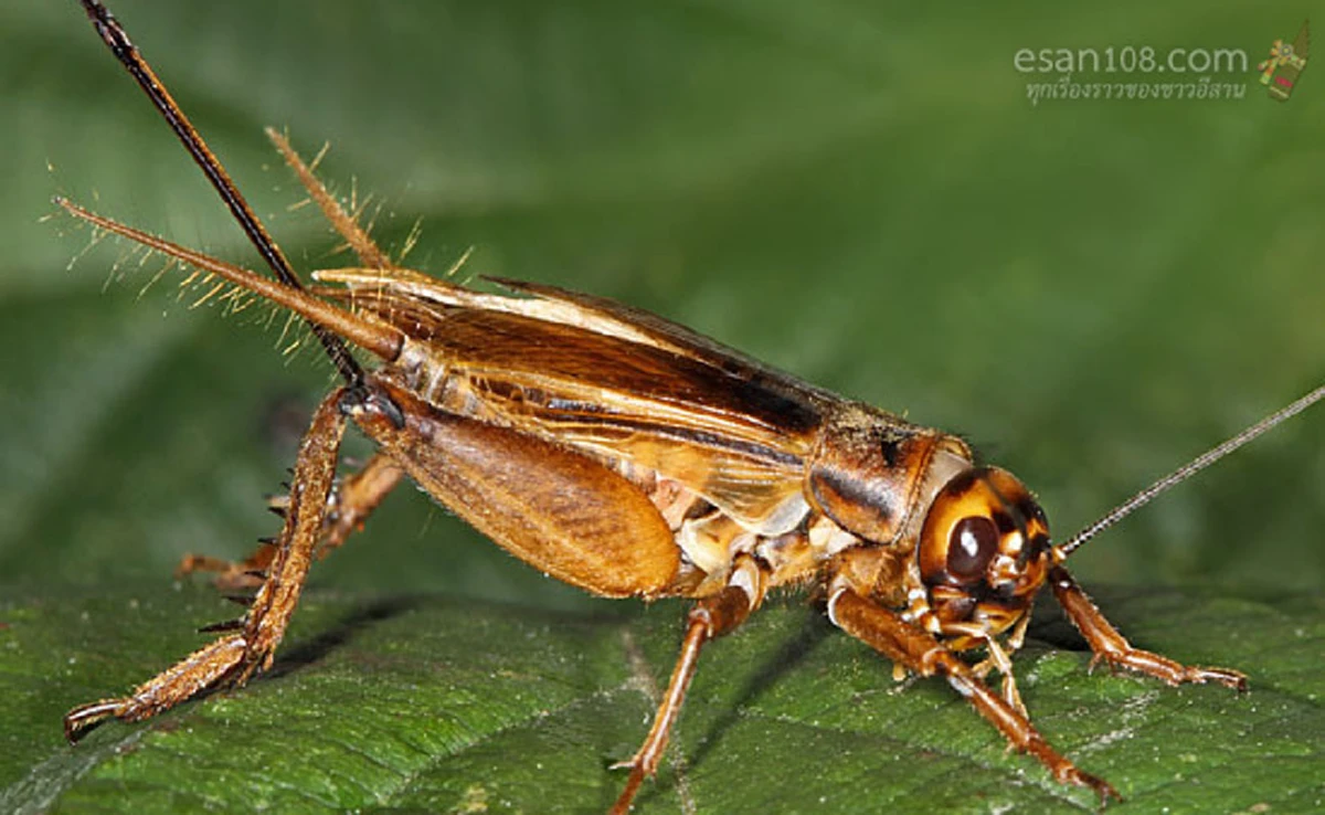 อ้วกแทบพุ่ง!! เอาจริงดิ?? 10 อันดับ แมลงประหลาดที่กินได้เพื่อความอยู่รอด!! ใครเคยกินตัวไหนบ้าง?? (รายละเอียด)