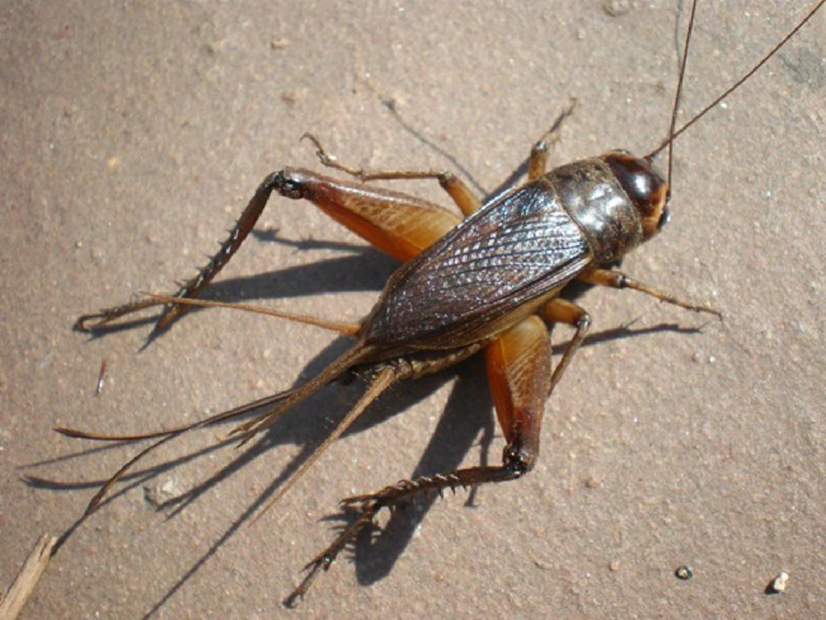 อ้วกแทบพุ่ง!! เอาจริงดิ?? 10 อันดับ แมลงประหลาดที่กินได้เพื่อความอยู่รอด!! ใครเคยกินตัวไหนบ้าง?? (รายละเอียด)