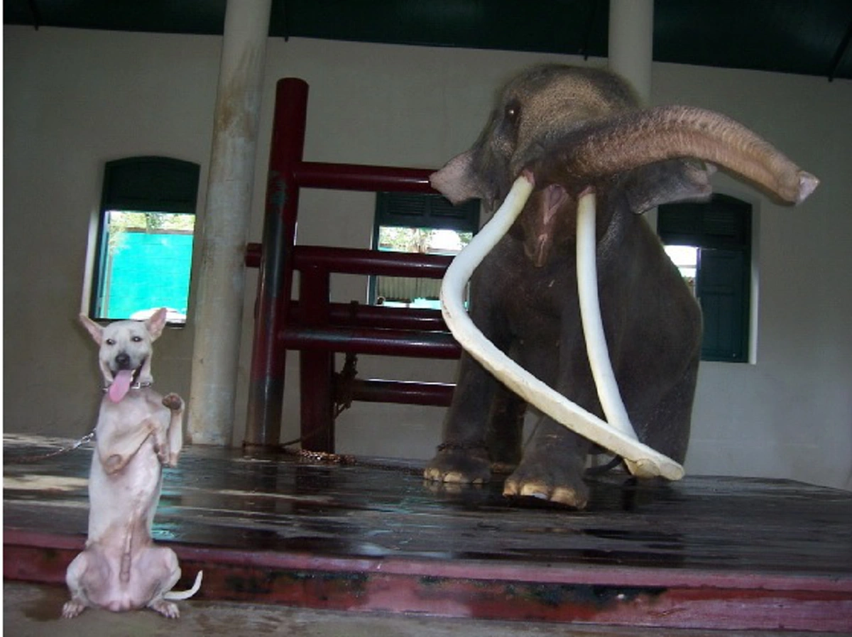 “พระเศวตอดุลยเดชพาหนะฯ” ช้างเผือกคู่พระบารมี รัชกาลที่๙ กับเรื่องราวที่น่าอัศจรรย์ ที่หลายคนอาจจะยังไม่เคยรู้ (ชมคลิป)
