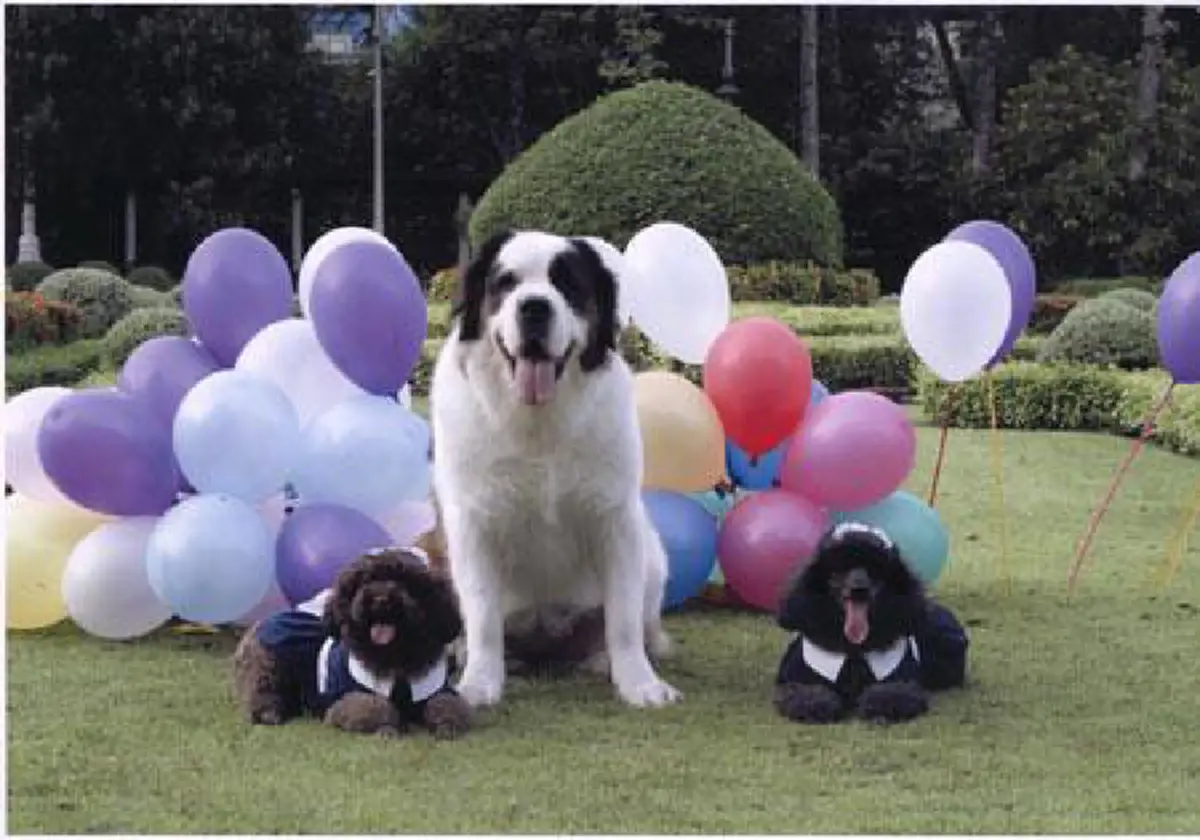 “คุณแป๊ะฮวยอิ้ว” สุนัขทรงเลี้ยงฉลาดและแสนรู้ที่ในหลวงรัชกาลที่๙ พระราชทานให้ สมเด็จพระเทพฯ กับที่มาโครงการ “แป๊ะฮวย…ช่วยเพื่อน” (รายละเอียด)