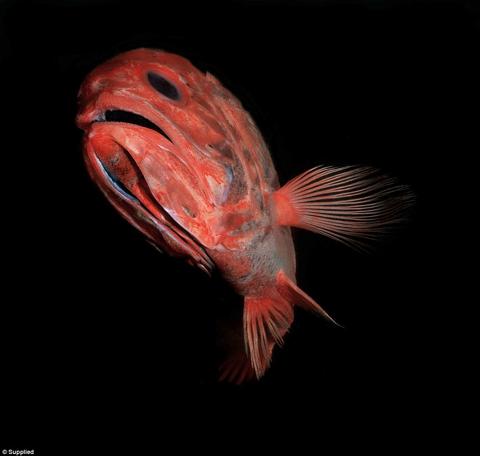 Red eiffel tower turkyie. Люси хейл ривердейл. Люси хейл с красной помадой. Фамке янссен 2021. Scarlet цвет.